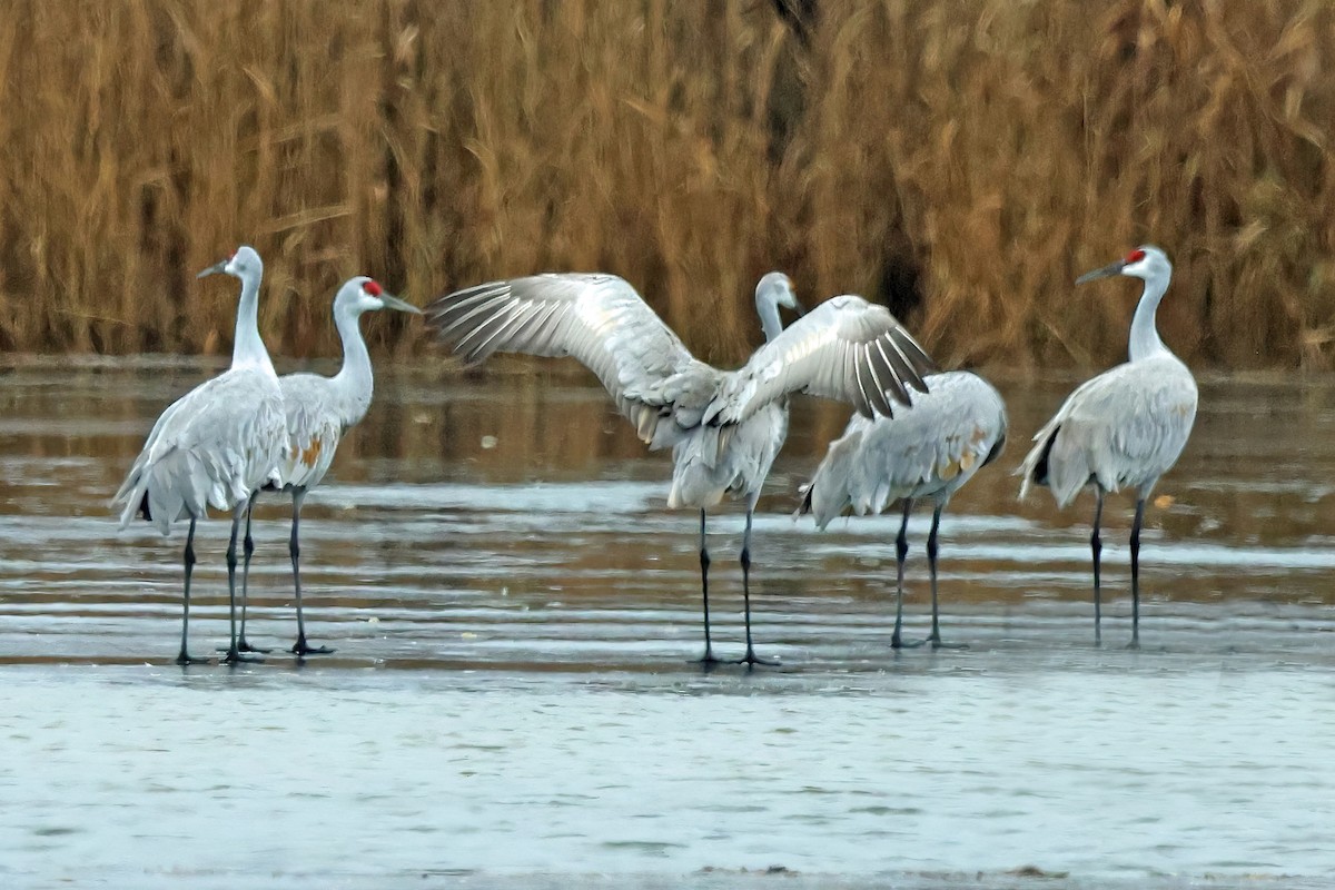 Sandhill Crane - ML627338282