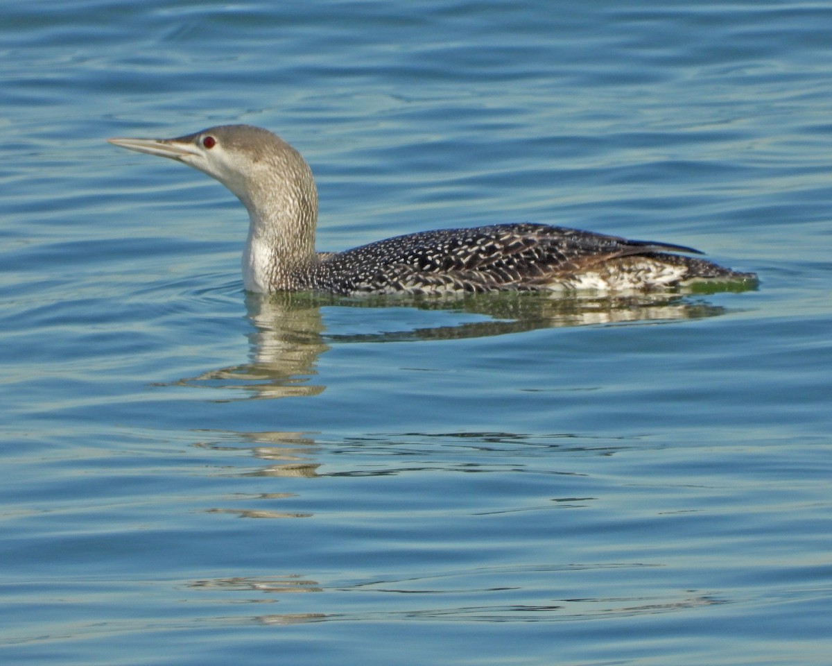Plongeon catmarin - ML627338311