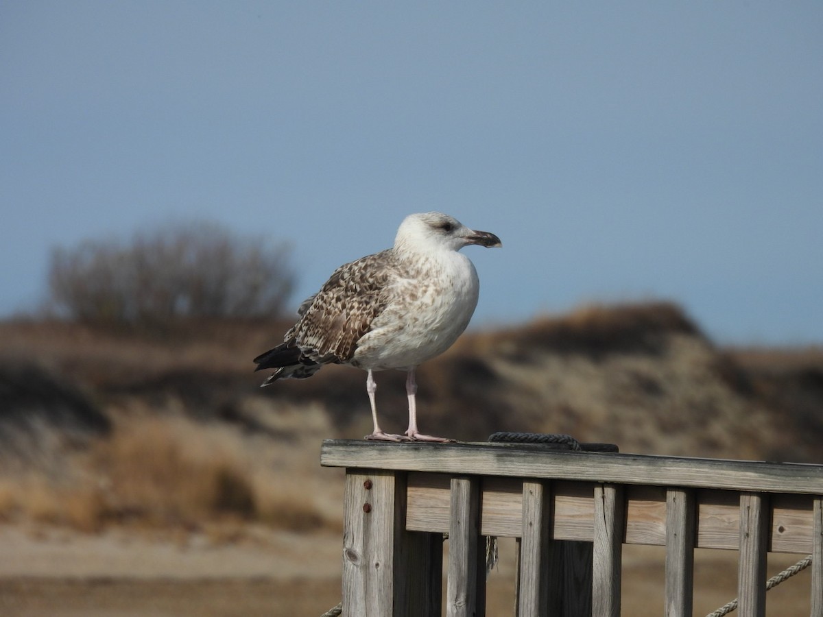 Great Black-backed Gull - Cynthia Bloomquist