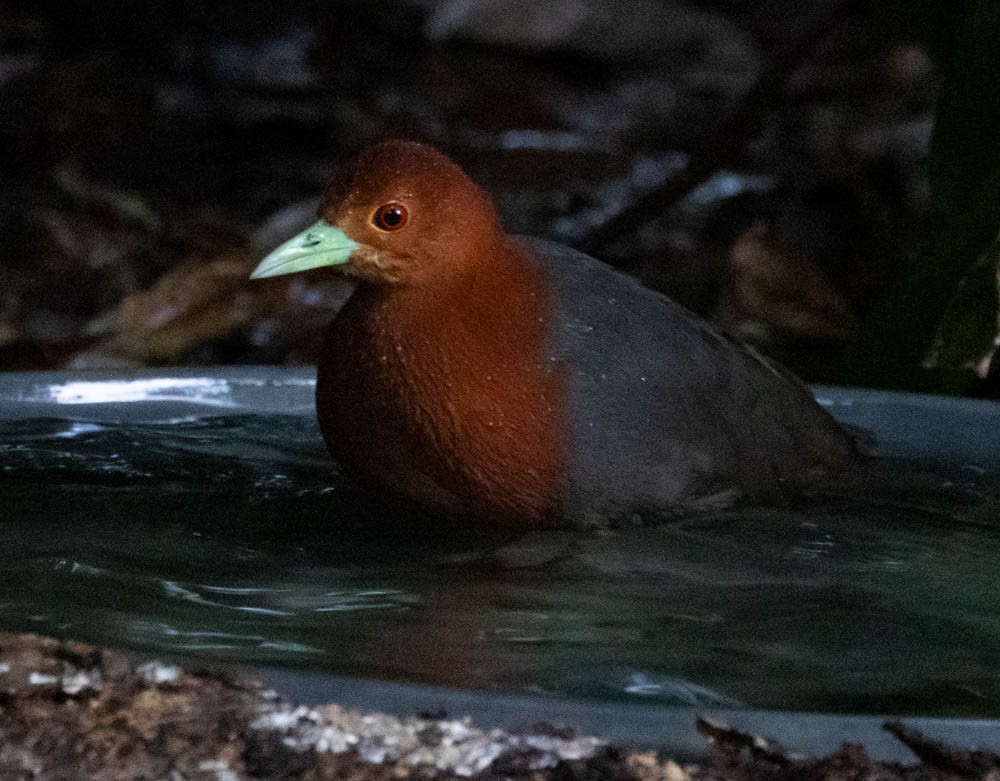 Red-necked Crake - ML627338652