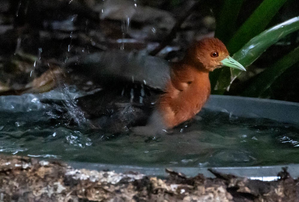 Red-necked Crake - ML627338653