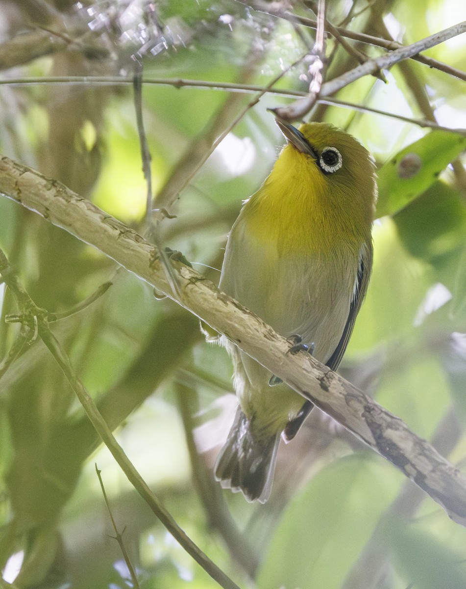 Fiji White-eye - ML627338655