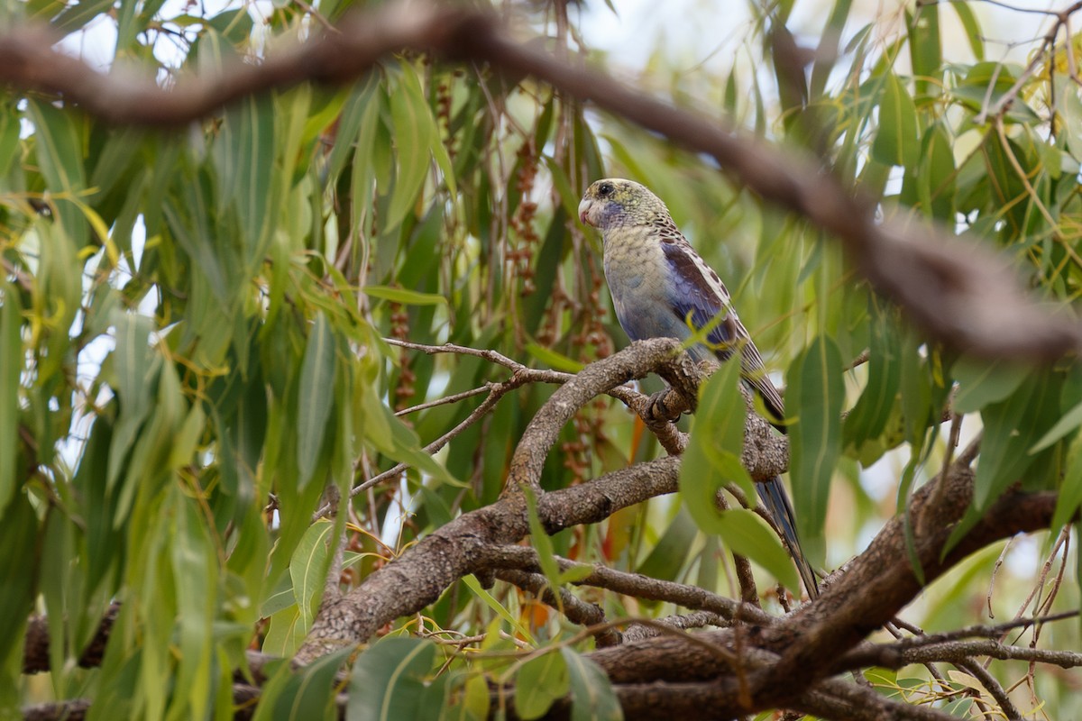 Pale-headed Rosella - ML627338865