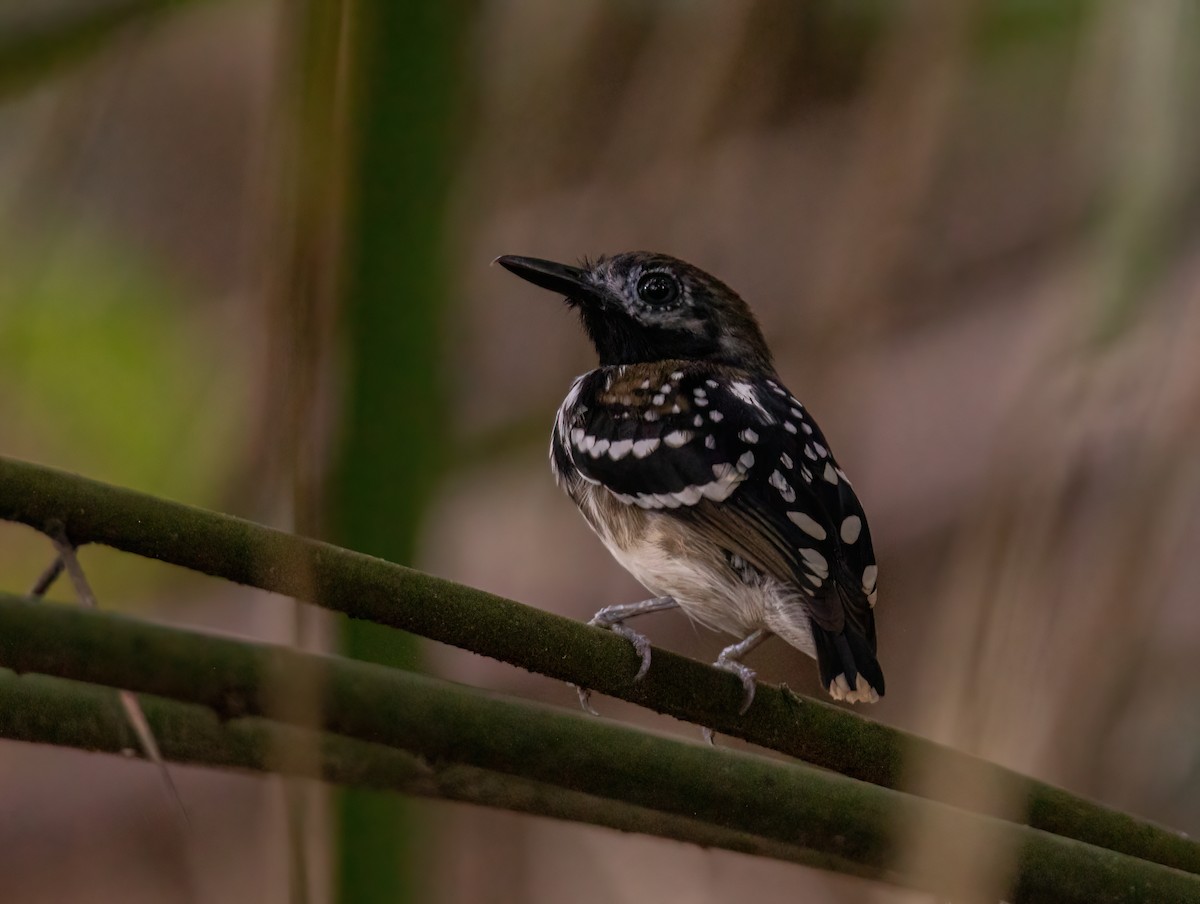 Dot-backed Antbird - ML627339094