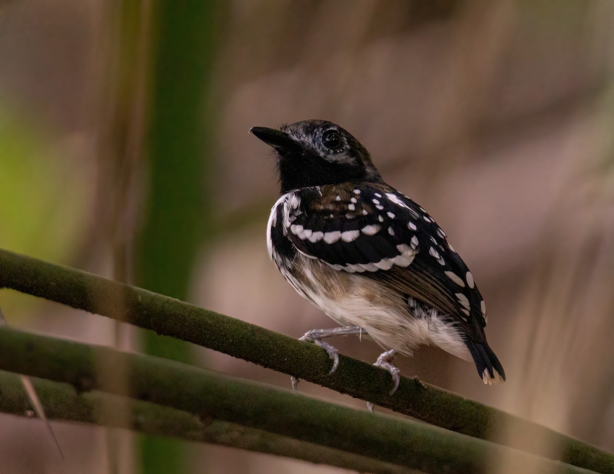 Dot-backed Antbird - ML627339095