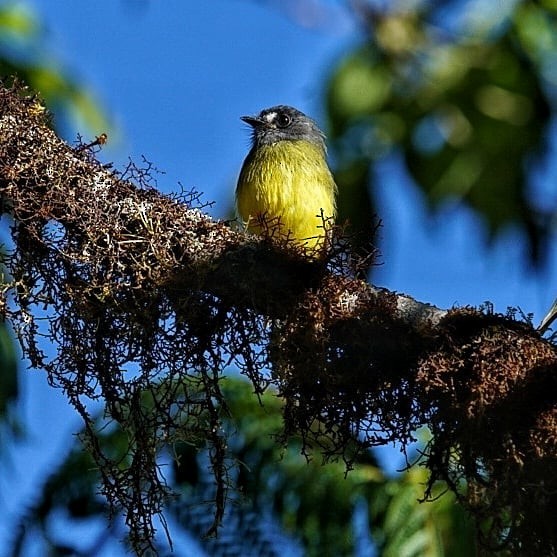 Ornate Flycatcher - ML627339329