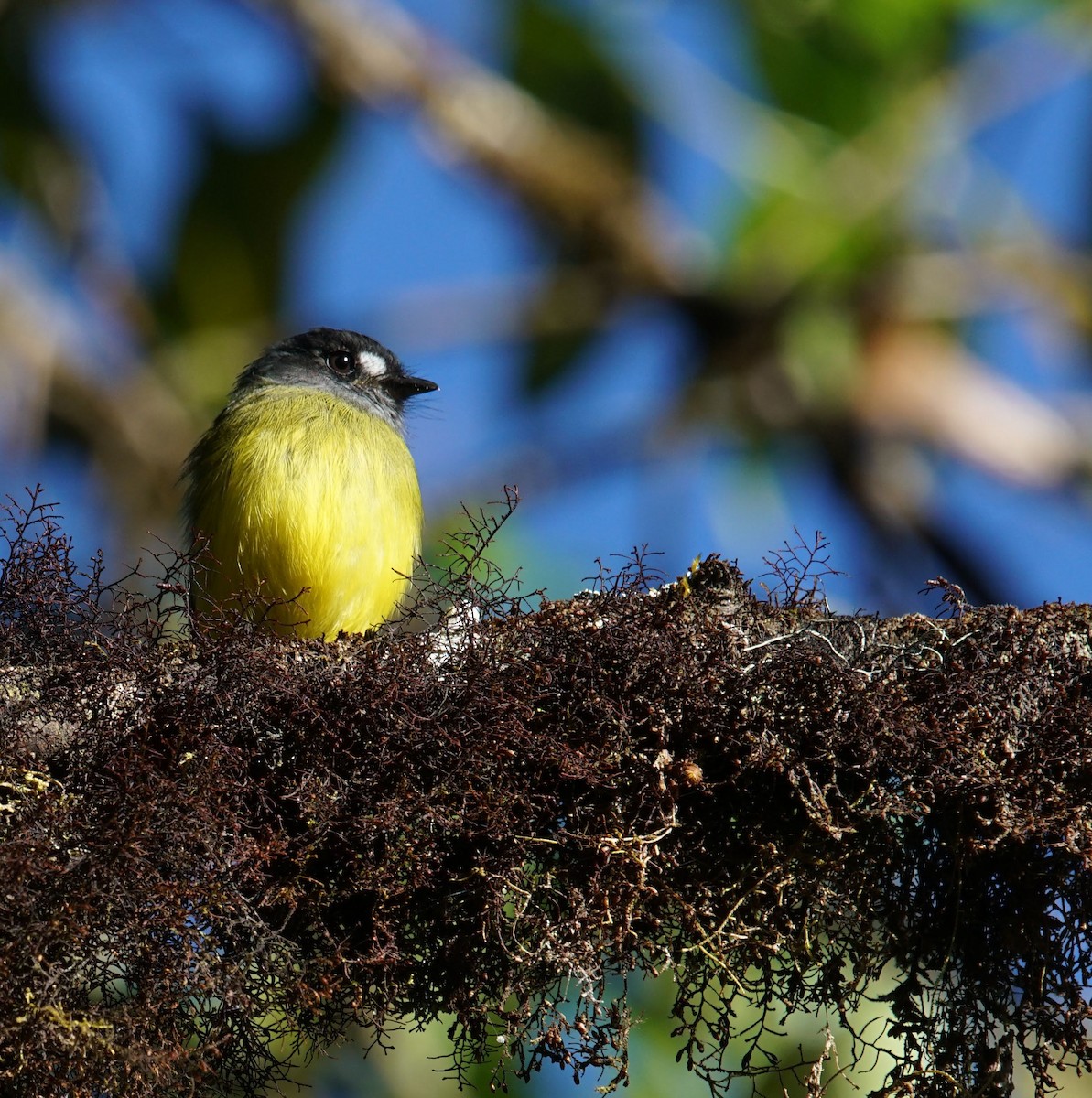 Ornate Flycatcher - ML627339330