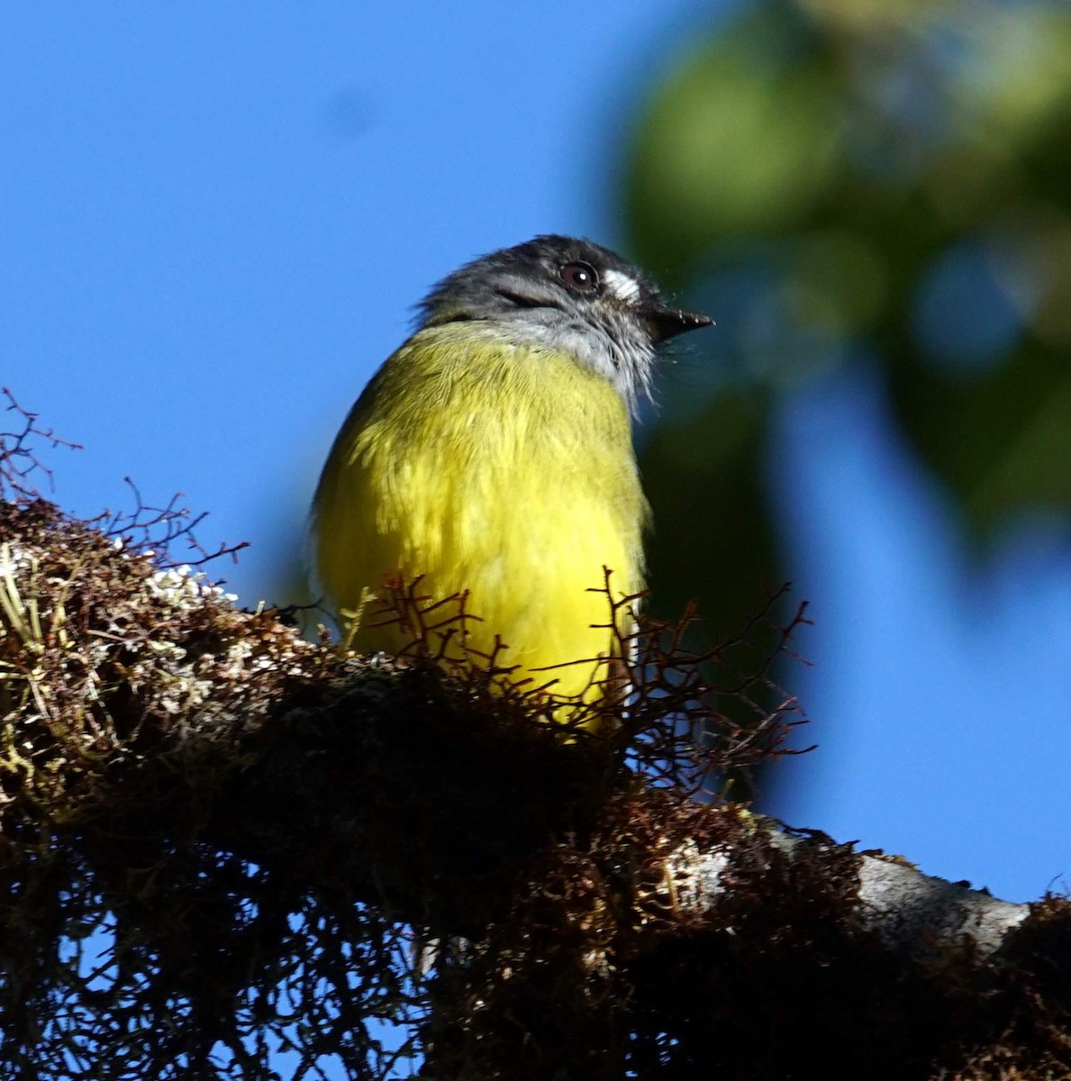 Ornate Flycatcher - ML627339331