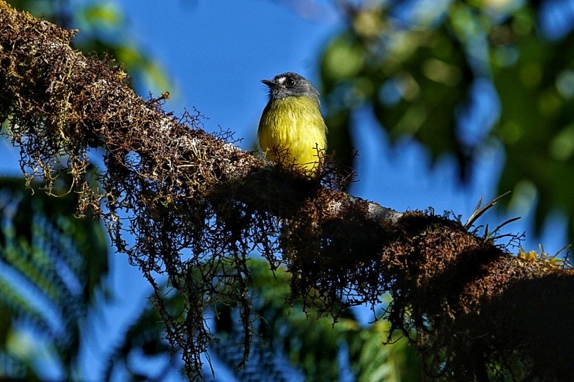 Ornate Flycatcher - ML627339332