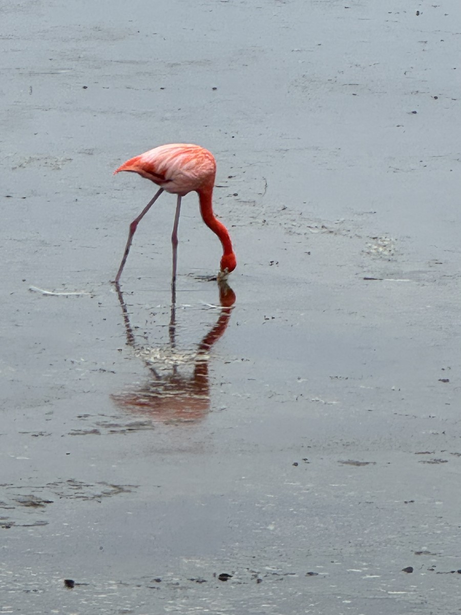 American Flamingo - ML627339459