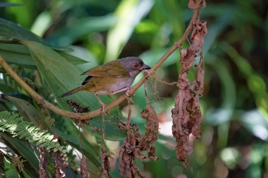 Dusky Chlorospingus - ML627339582