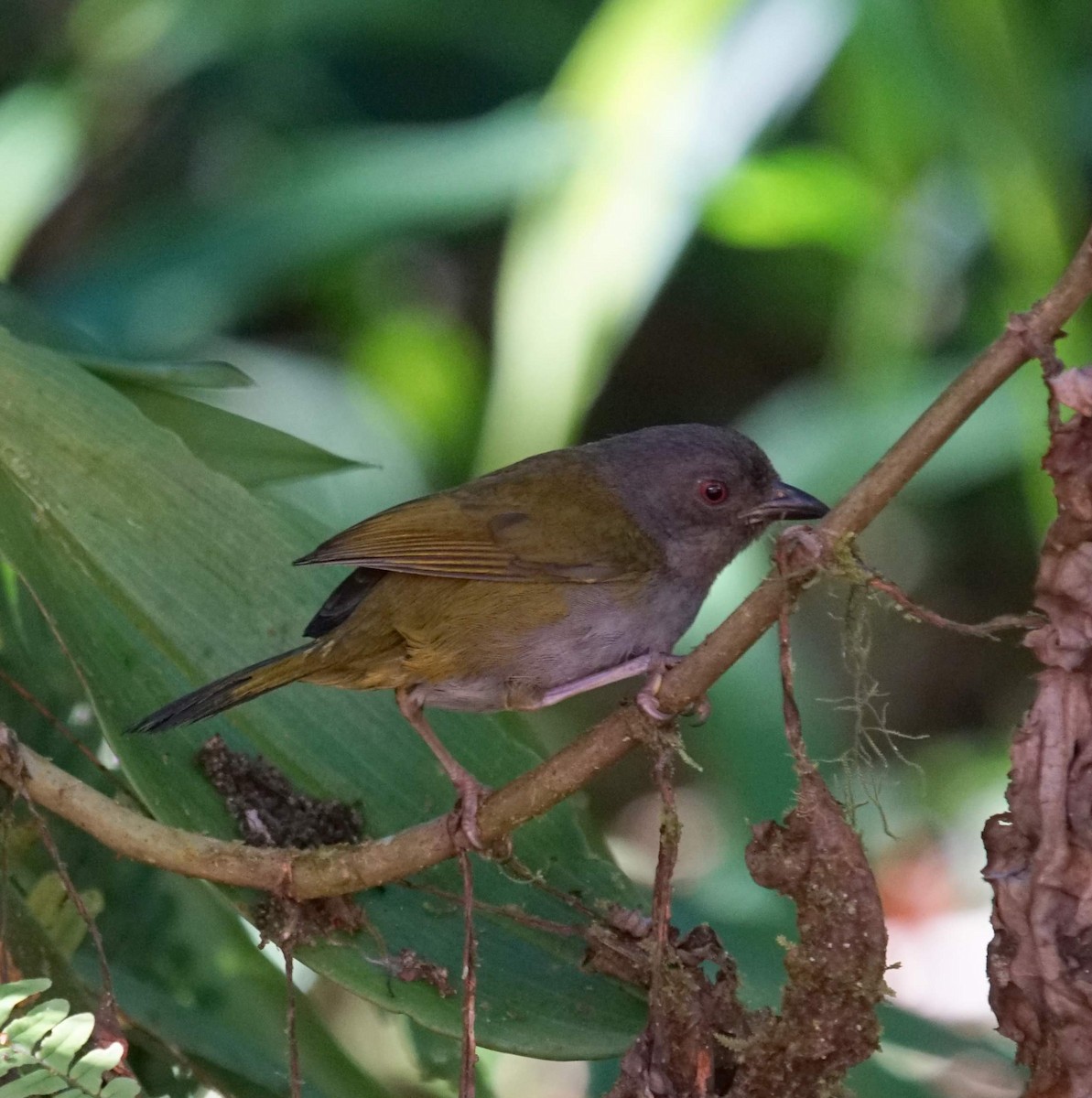 Dusky Chlorospingus - ML627339583