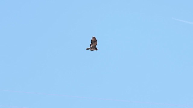 Turkey Vulture - ML627339615