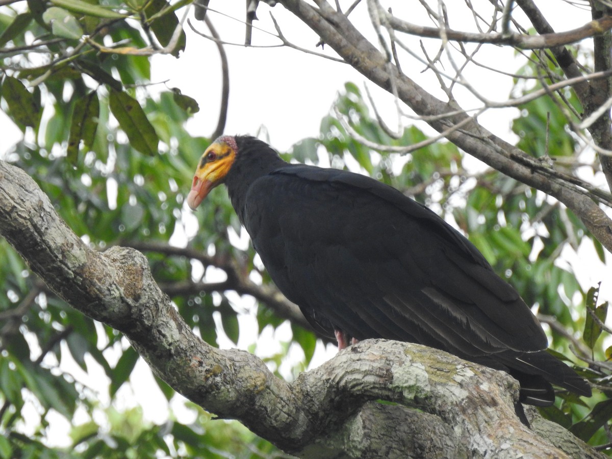 Greater Yellow-headed Vulture - ML627339670