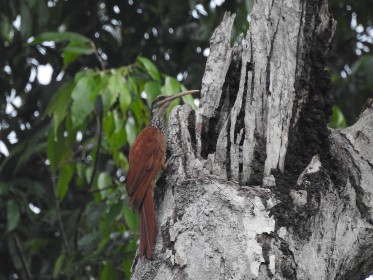 Long-billed Woodcreeper - ML627339674