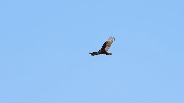 Turkey Vulture - ML627339721