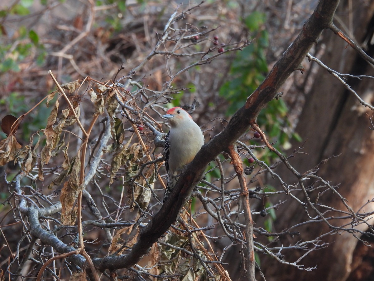 Red-bellied Woodpecker - ML627339760