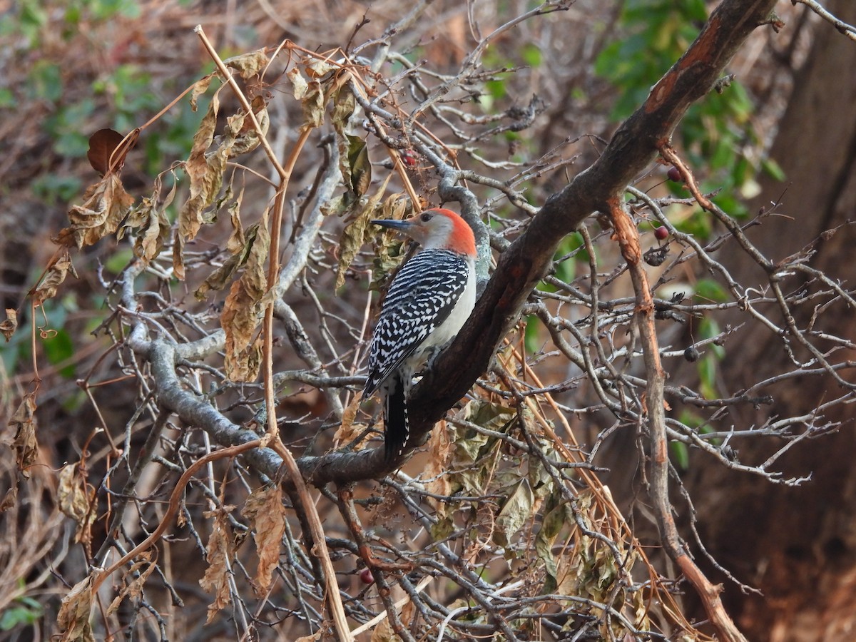 Red-bellied Woodpecker - ML627339768