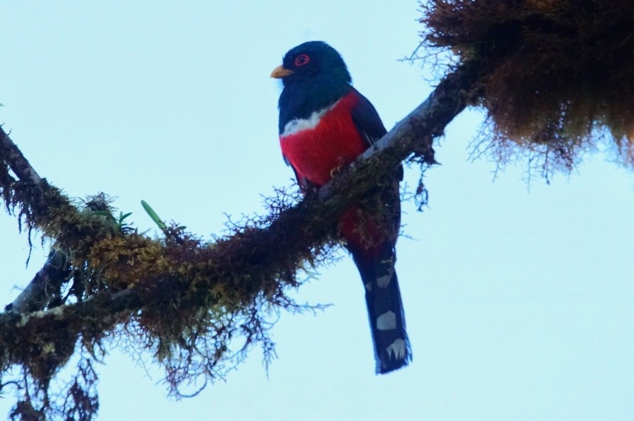 Masked Trogon - ML627339853