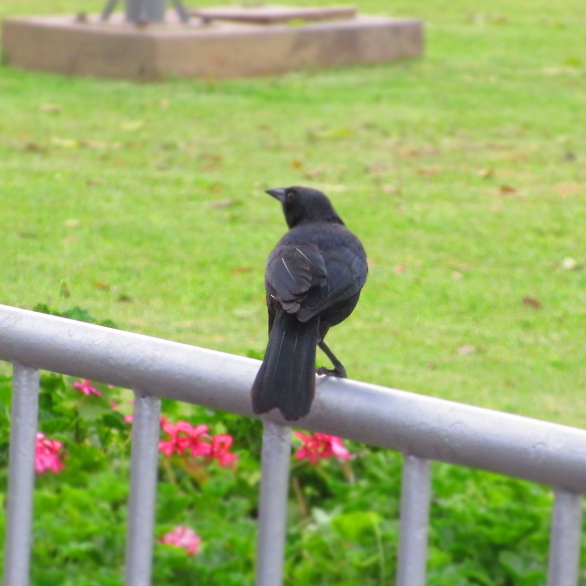 Scrub Blackbird - ML627340122