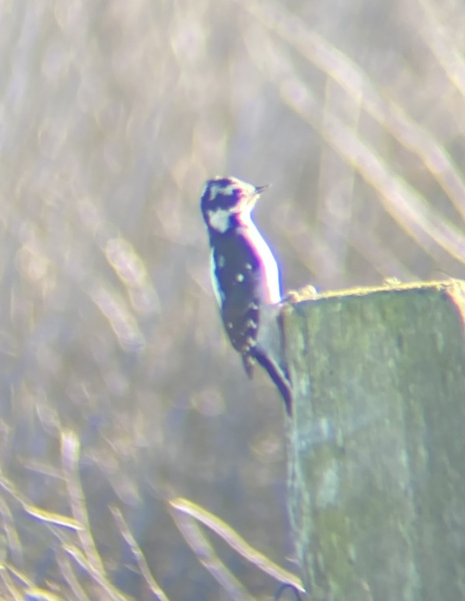 Downy Woodpecker - ML627340124