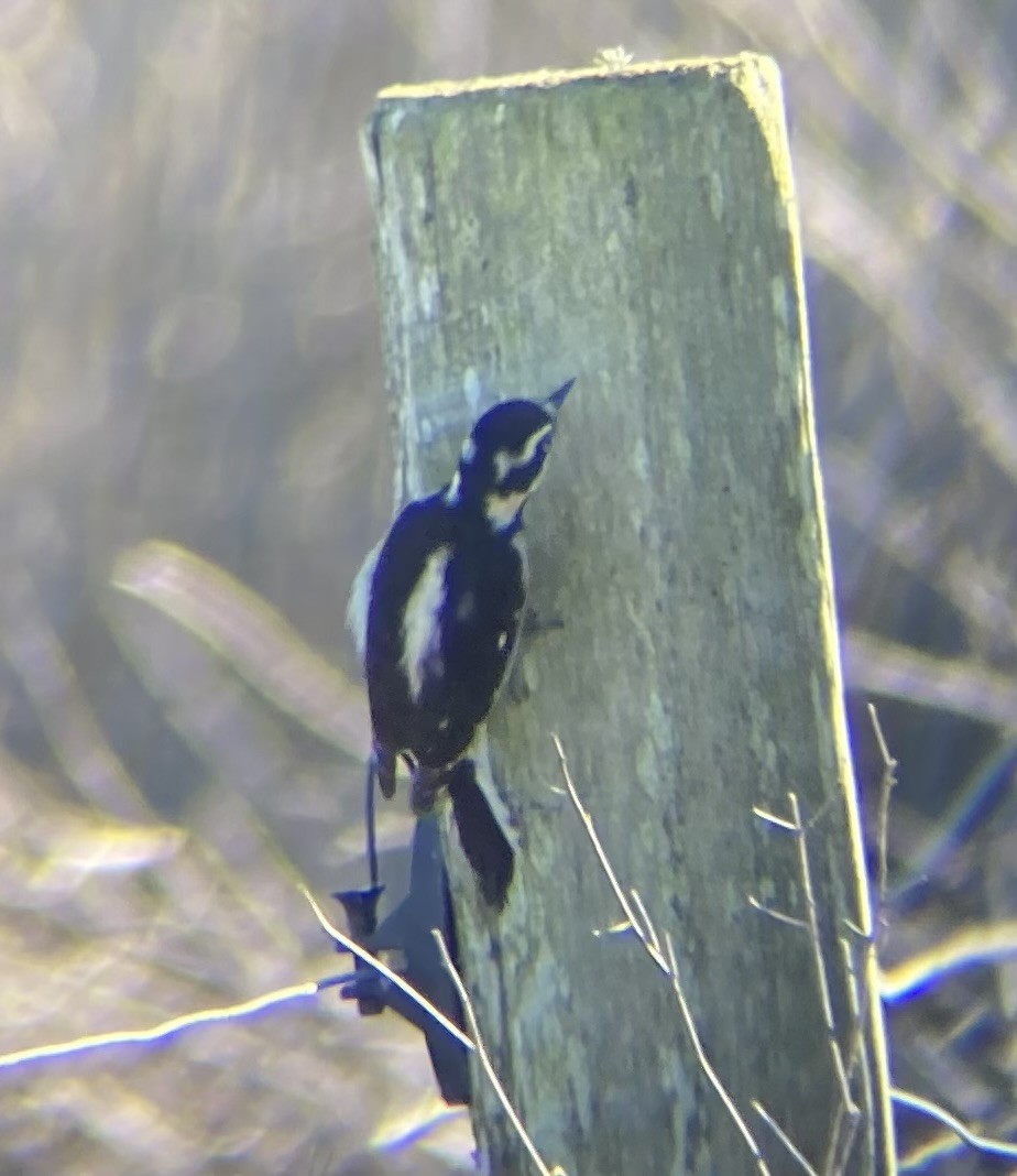 Downy Woodpecker - ML627340125