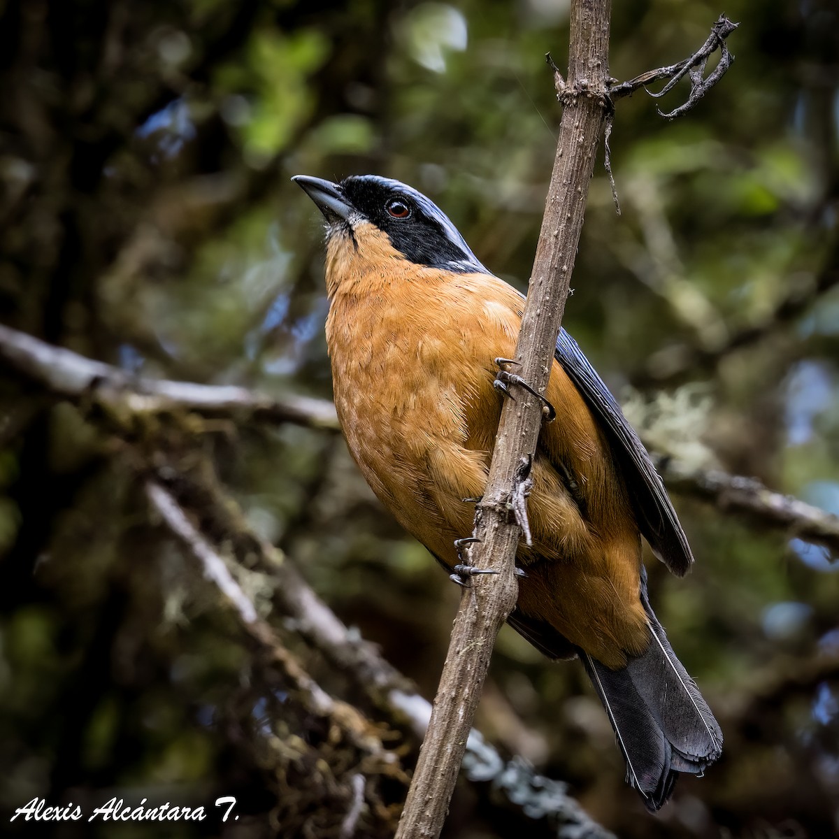 Chestnut-bellied Mountain Tanager - ML627340512