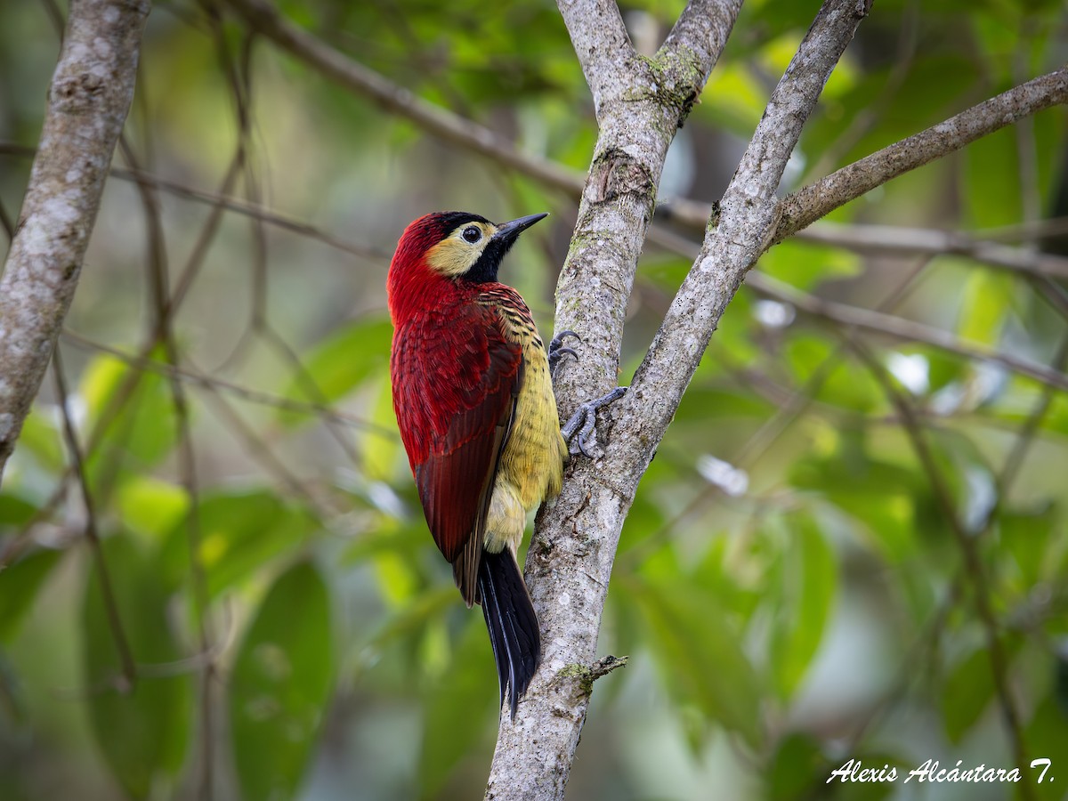 Crimson-mantled Woodpecker - ML627340544