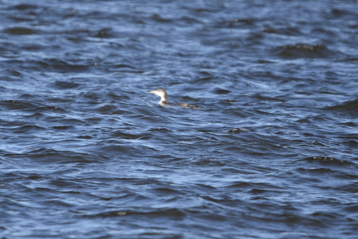 Common Loon - ML627340657
