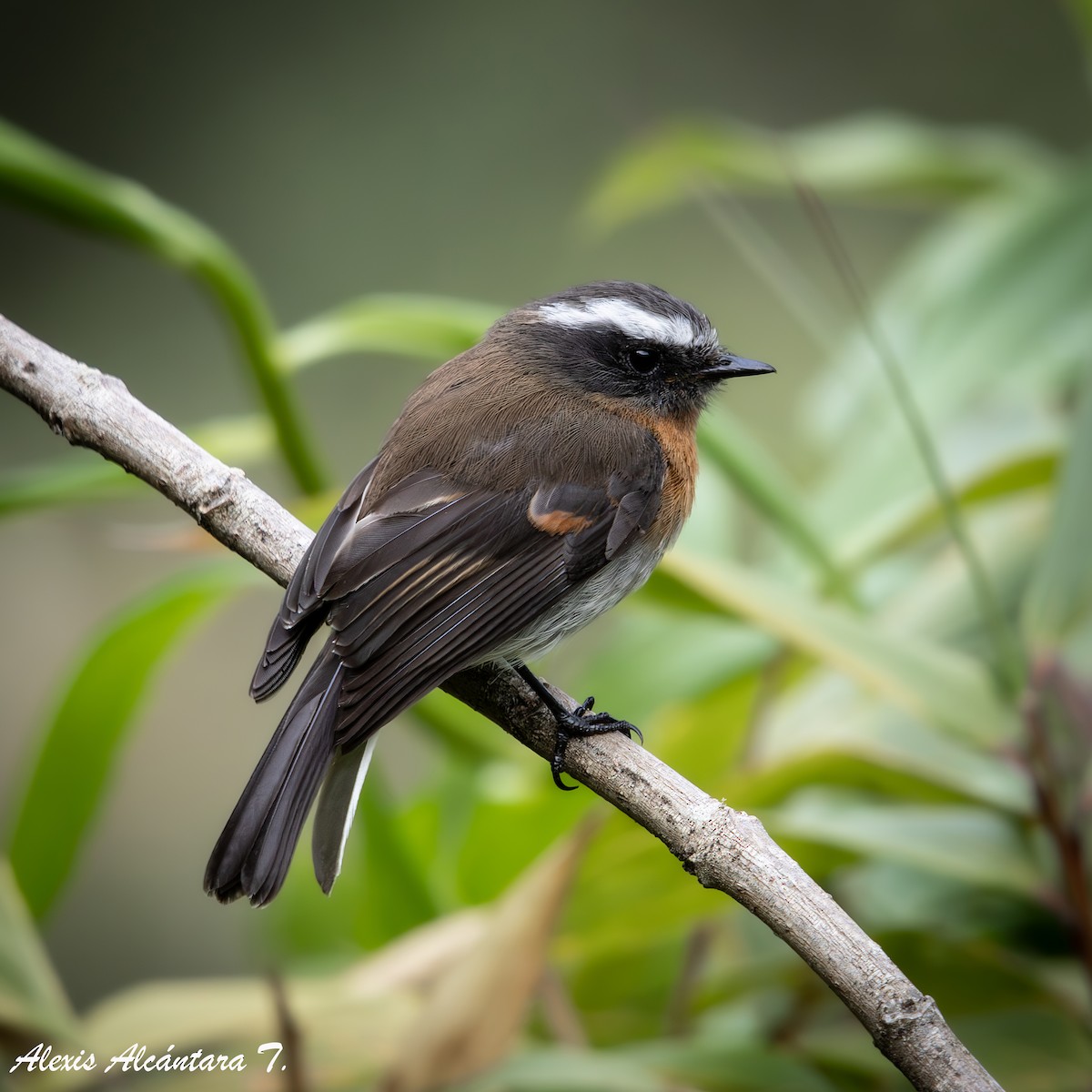 Rufous-breasted Chat-Tyrant - ML627340799