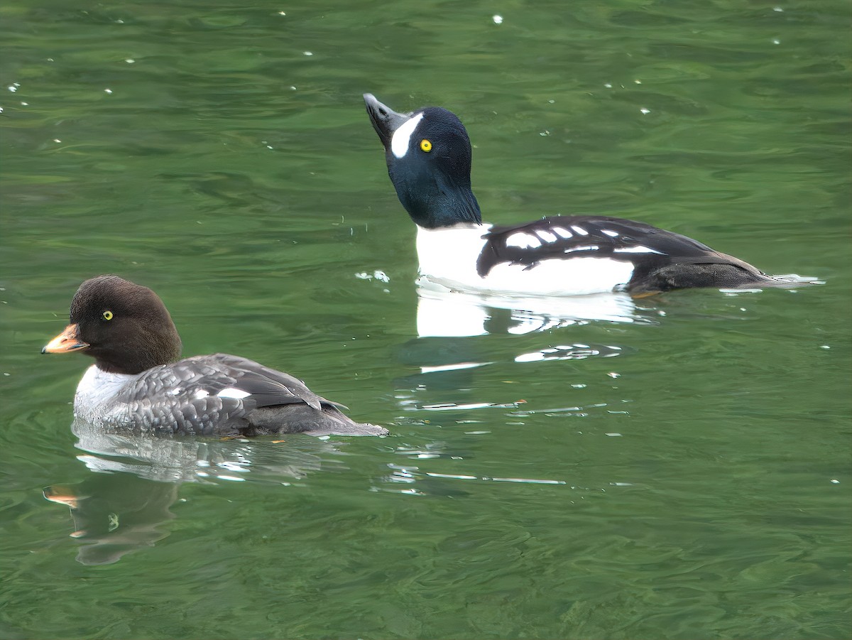 Barrow's Goldeneye - ML627340835