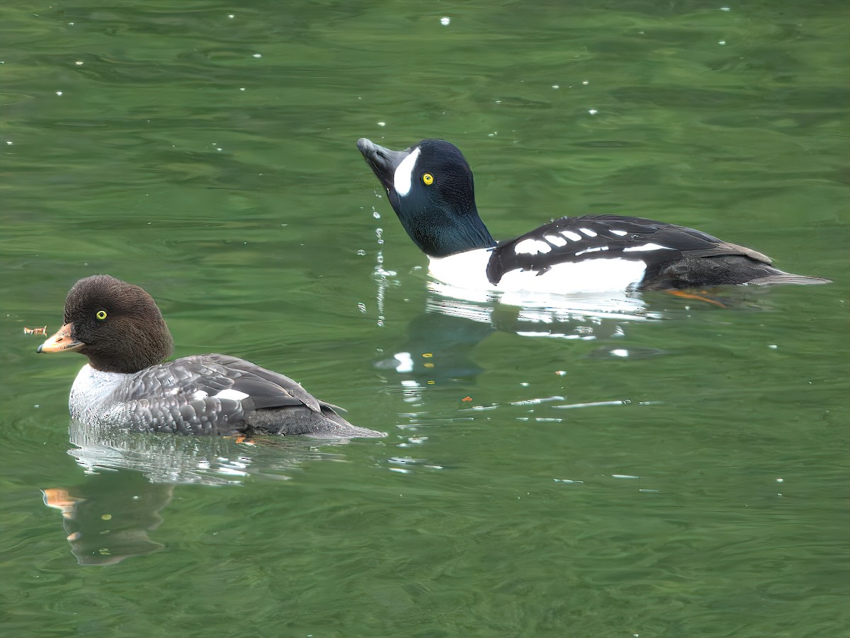 Barrow's Goldeneye - ML627340838