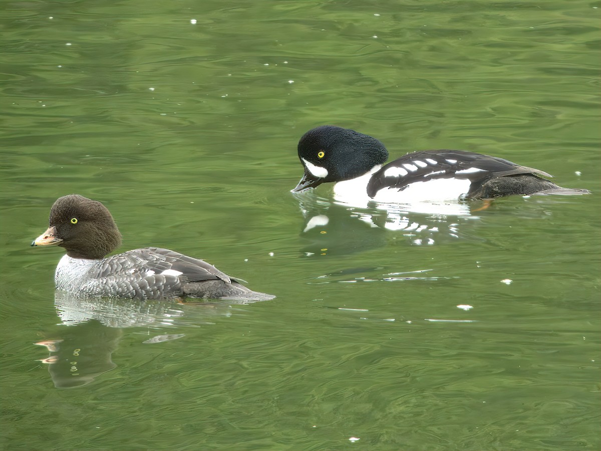 Barrow's Goldeneye - ML627340839
