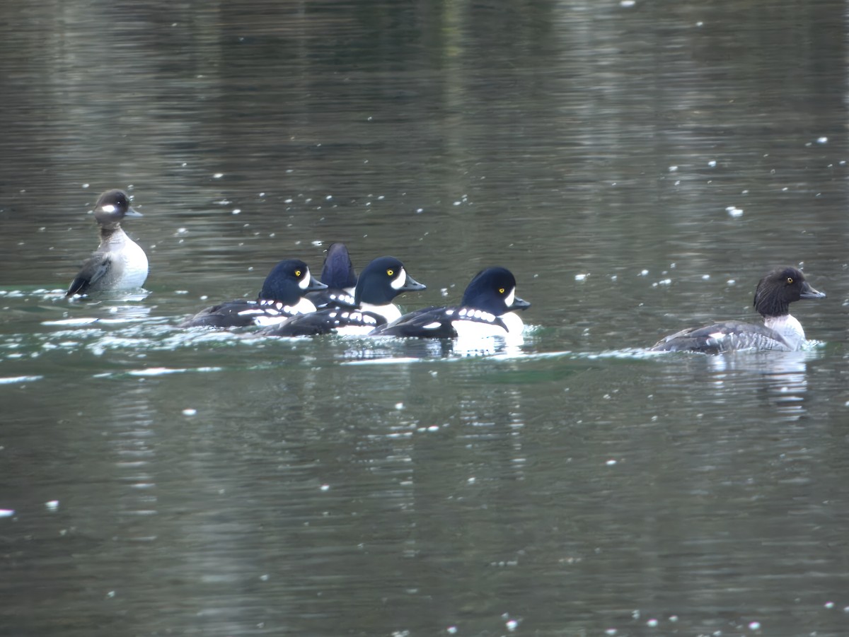 Barrow's Goldeneye - ML627340844