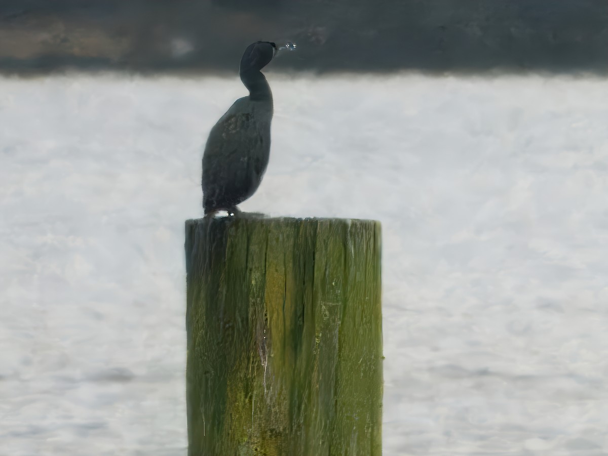 Pelagic Cormorant - ML627340847