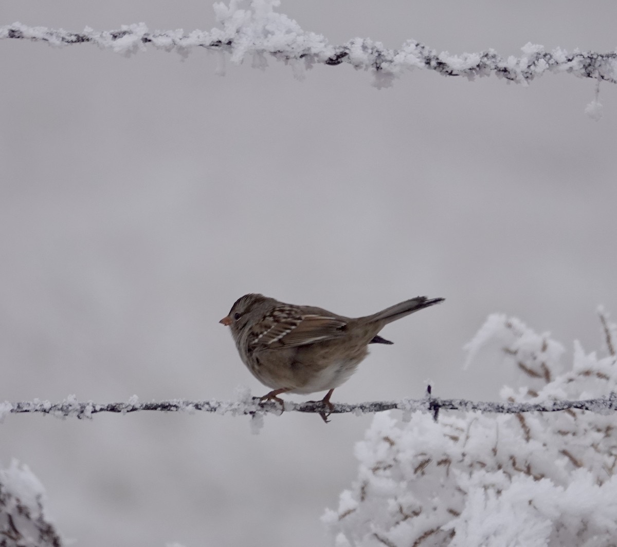 White-crowned Sparrow - ML627340851