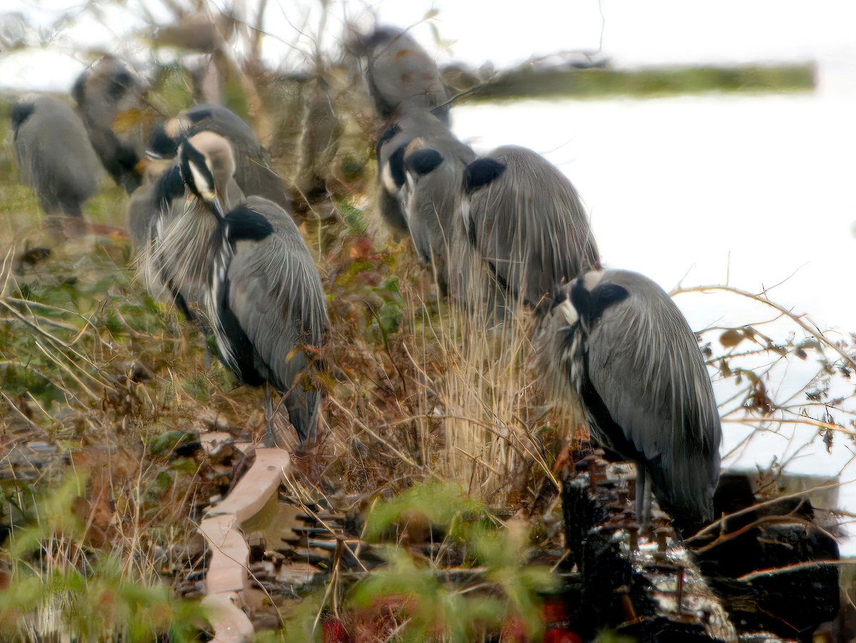 Great Blue Heron (Great Blue) - ML627340854