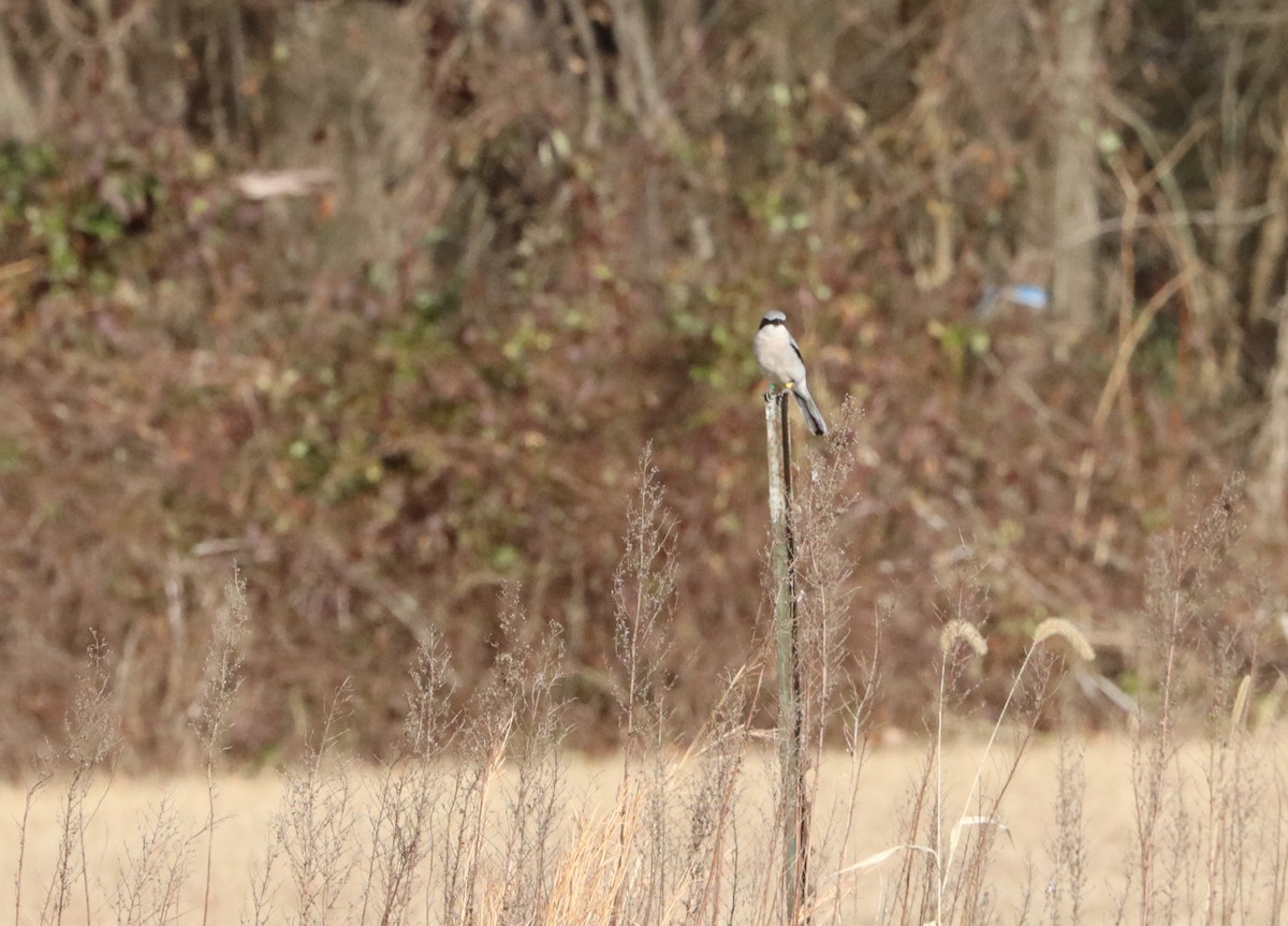 Loggerhead Shrike - ML627340943
