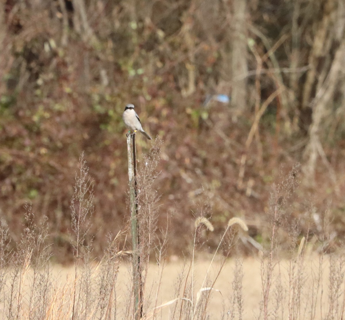 Loggerhead Shrike - ML627340944