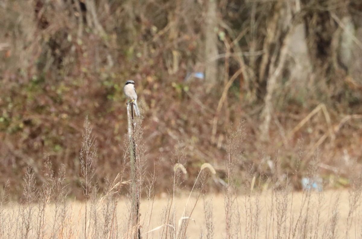 Loggerhead Shrike - ML627340946