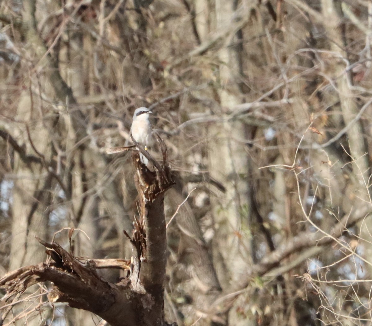Loggerhead Shrike - ML627340951