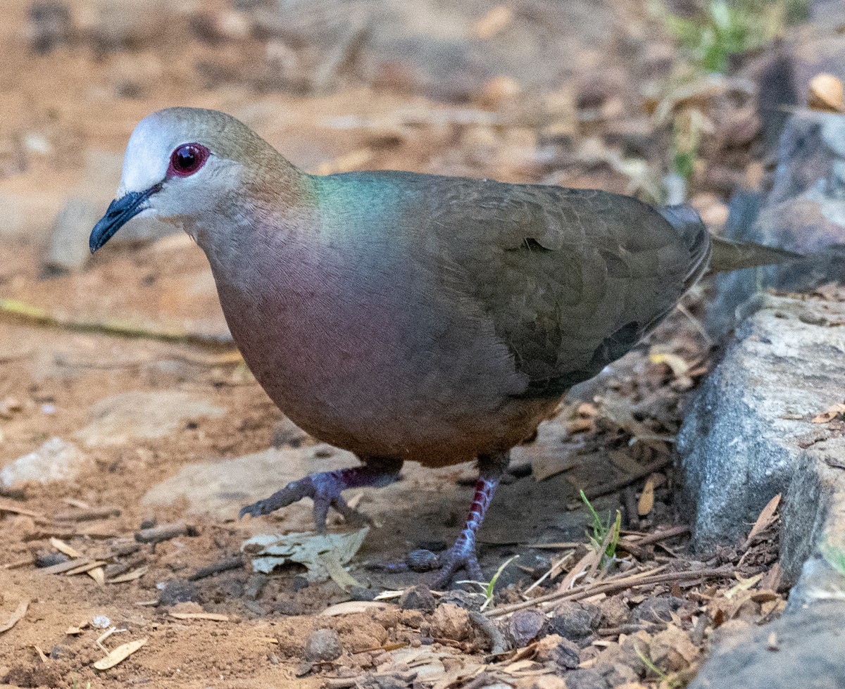 Paloma Caripálida - ML627341079