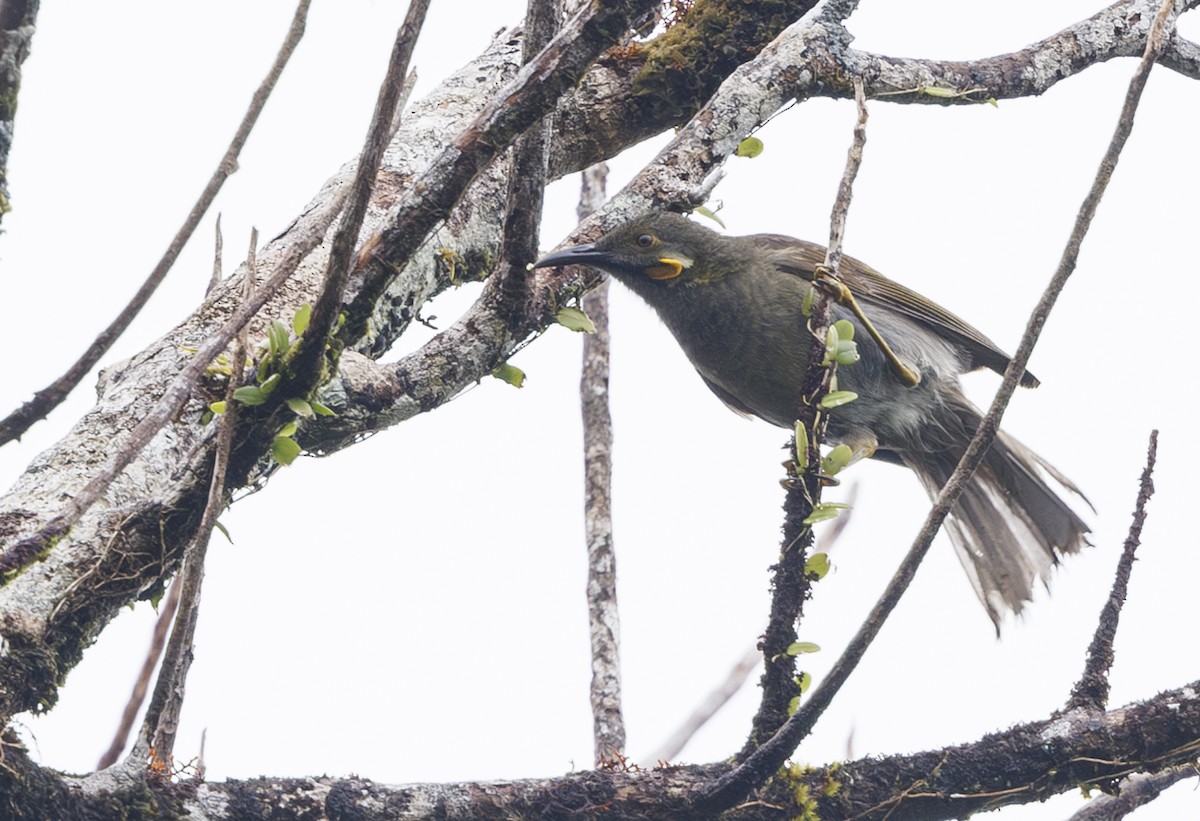 Northern Wattled-Honeyeater - ML627341175
