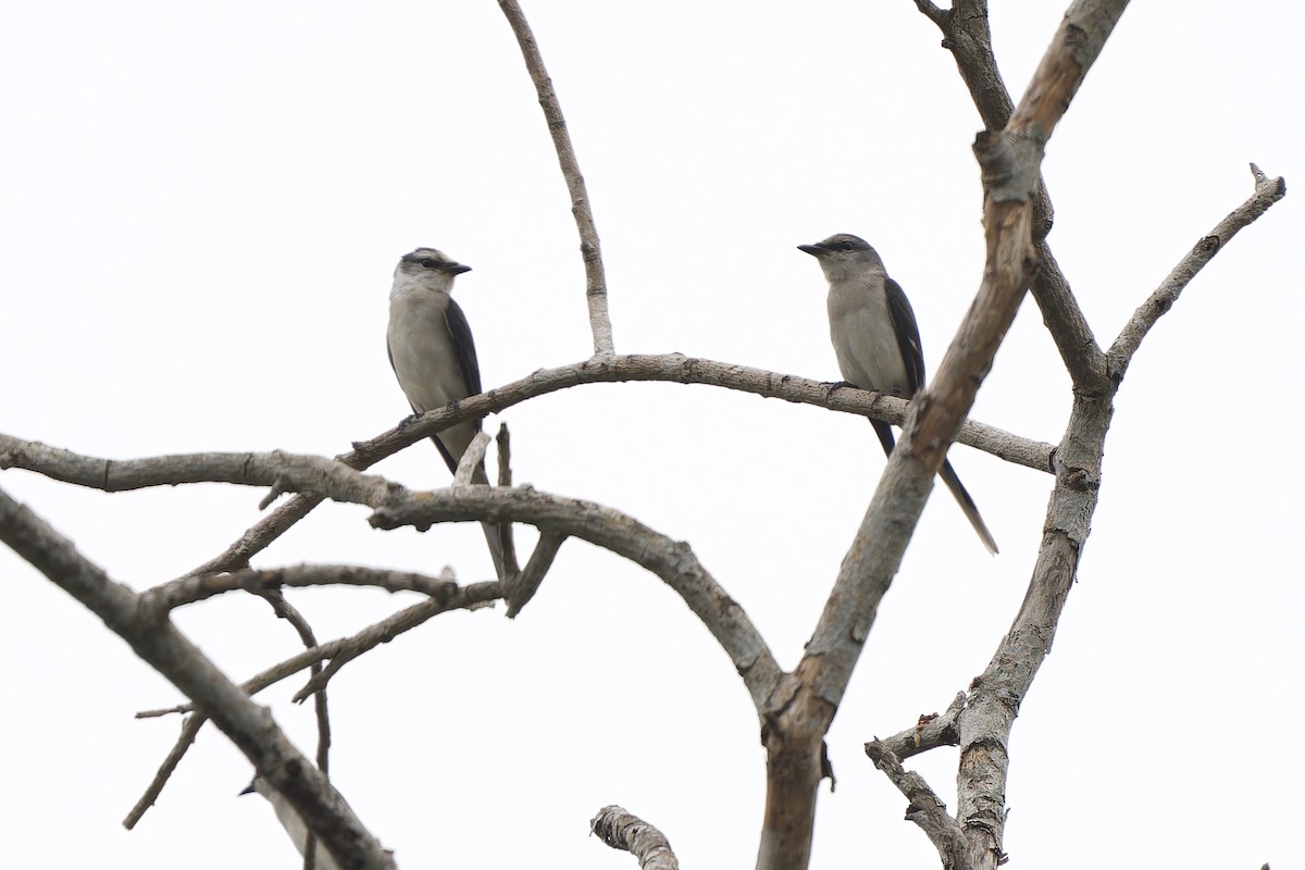 Brown-rumped Minivet - ML627341201