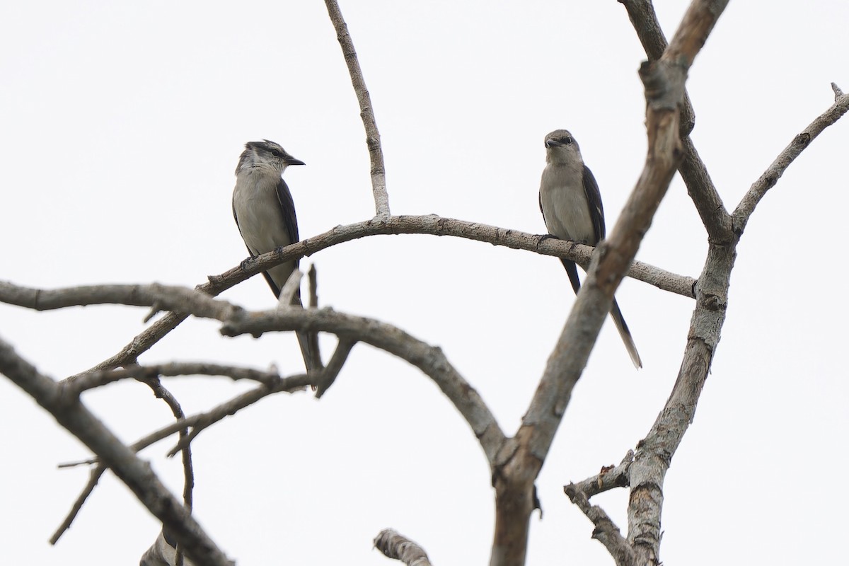 Brown-rumped Minivet - ML627341202