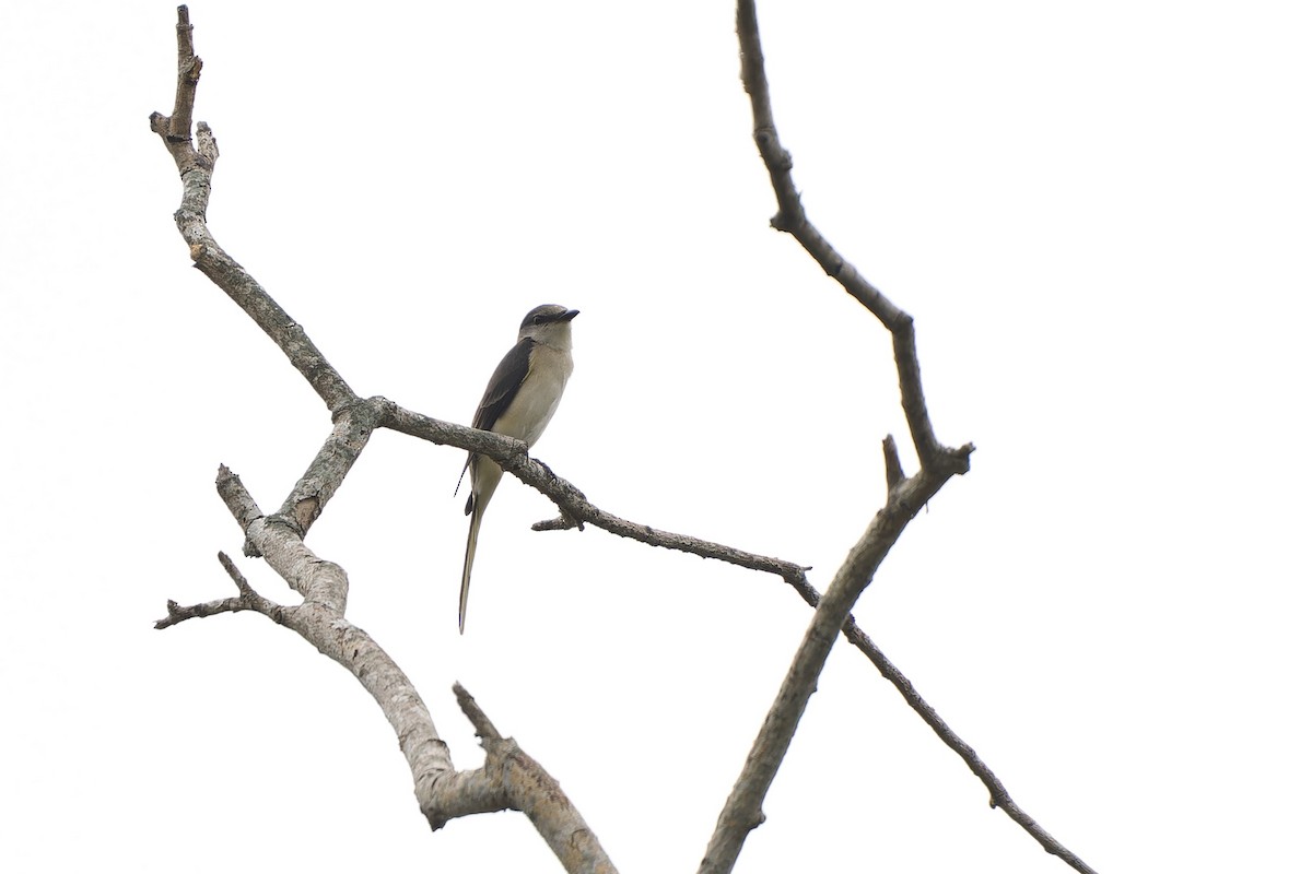 Brown-rumped Minivet - ML627341203