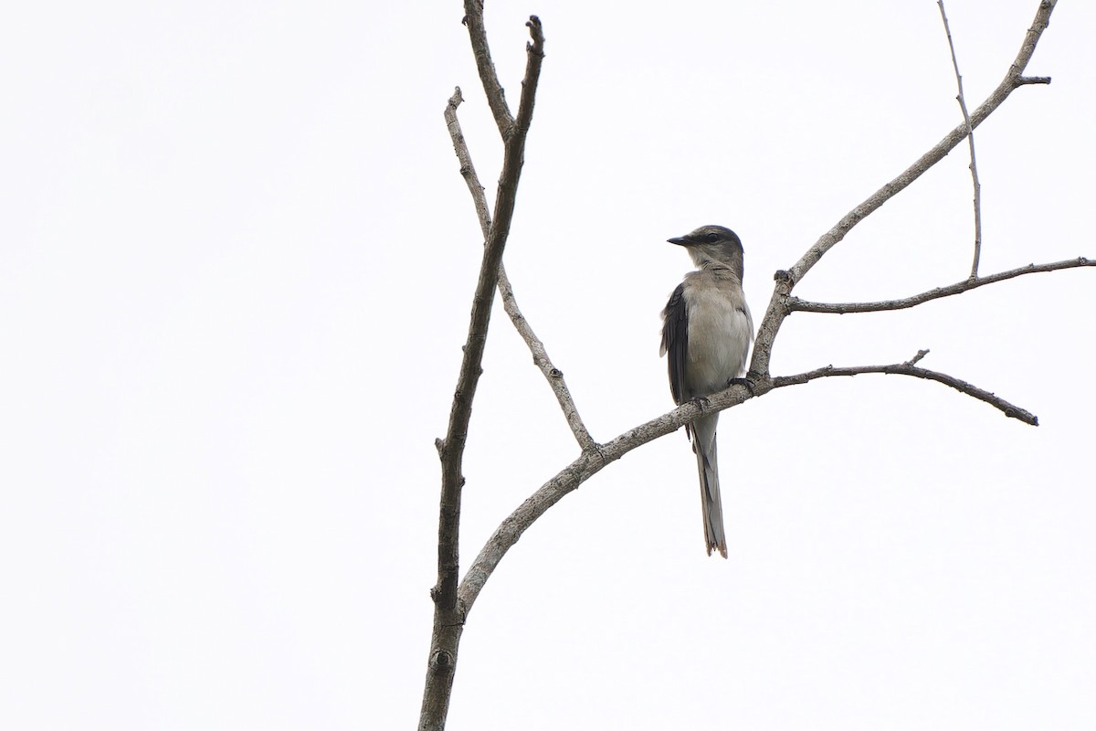 Brown-rumped Minivet - ML627341204