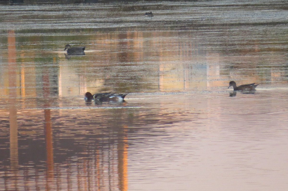 Eurasian Wigeon - ML627341392