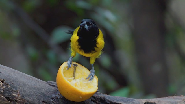 Audubon's Oriole - ML627341617