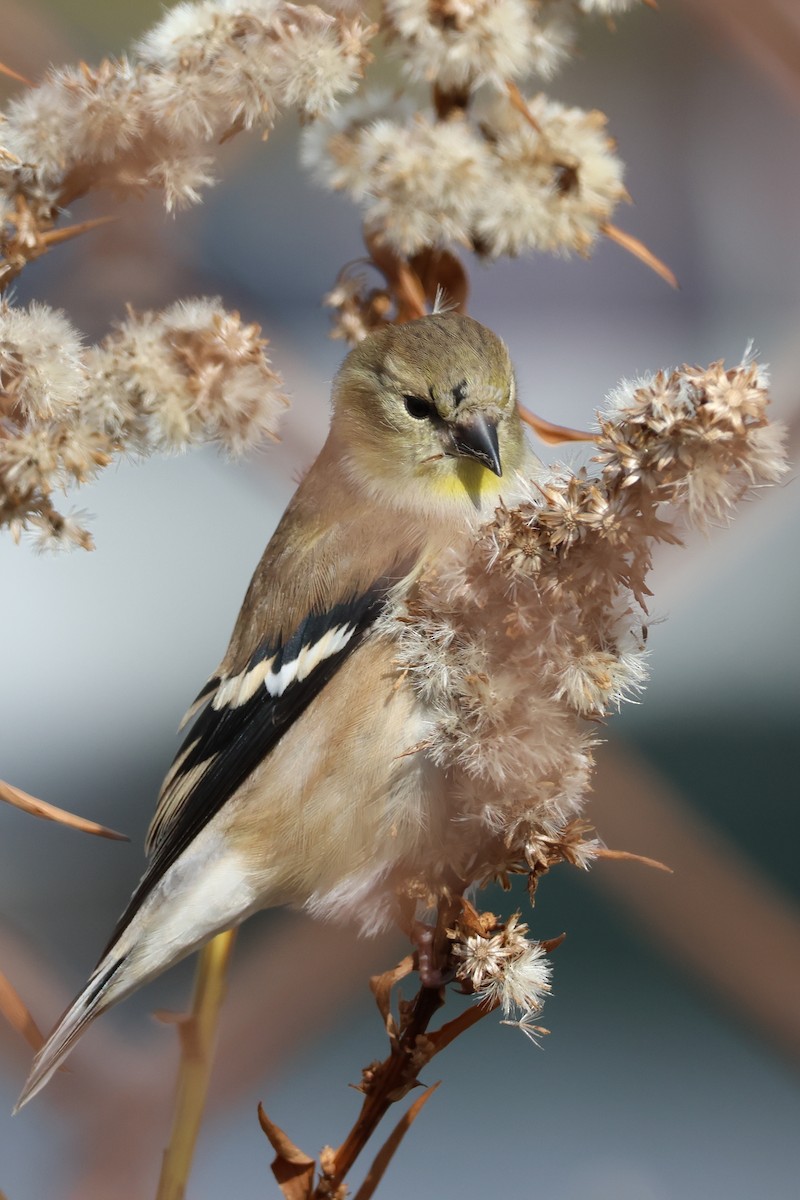 American Goldfinch - ML627341704